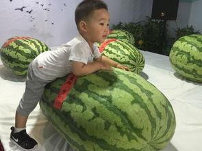 520吃瓜事件,揭秘网络舆论狂欢背后的真相