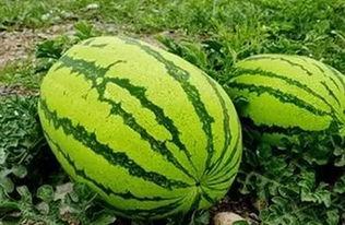 富宁近期热门吃瓜事件,揭秘近期热议的吃瓜事件真相