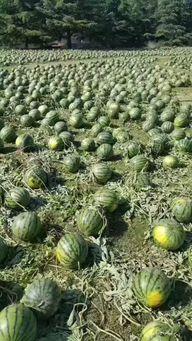 浙江吃瓜网络事件真相是真的吗,真相揭秘，还原事件始末