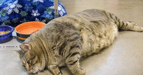 胖猫事件理性吃瓜,理性吃瓜，探寻真相背后的网络舆论