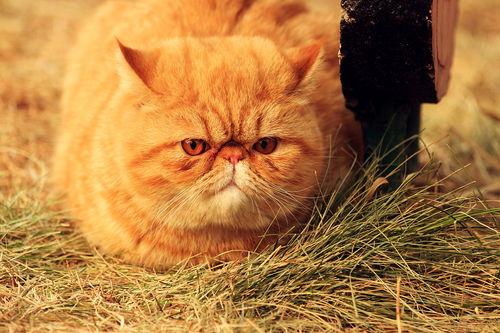 胖猫事件理性吃瓜,理性吃瓜，探寻真相背后的网络舆论