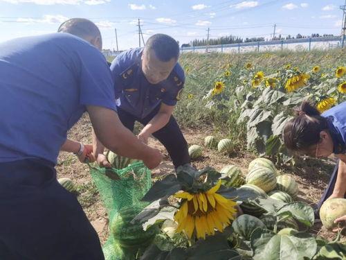 乌海吃瓜事件真相视频