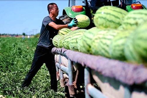 金乡小绿吃瓜事件最新,揭秘网络热议背后的真相与反思