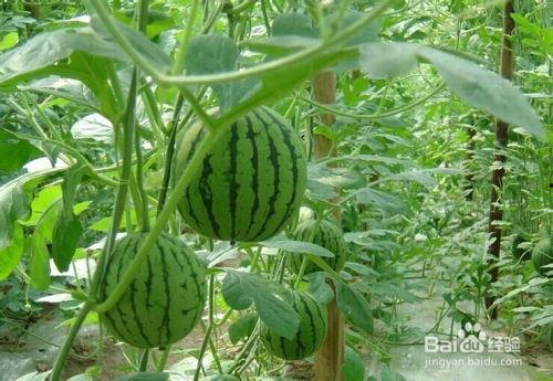 10月6日山东吃瓜事件,一场网络热议的误会真相揭晓