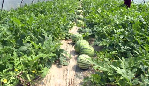 定西吃瓜事件最新进展,最新调查结果及后续影响揭秘