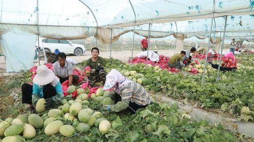 定西吃瓜事件最新进展,最新调查结果及后续影响揭秘