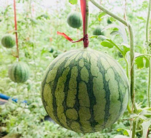 廊坊地区吃瓜事件真相是真的吗