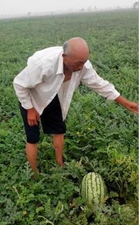 任县最新吃瓜事件,揭秘神秘事件背后的真相与争议