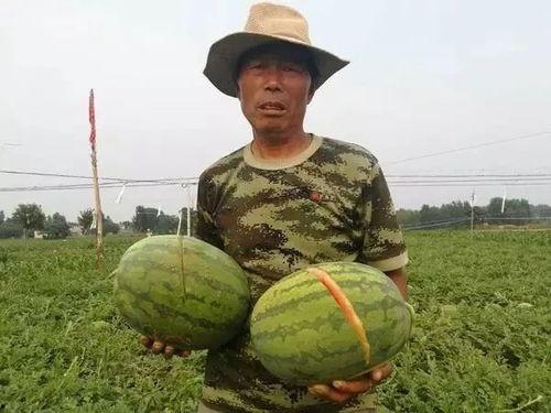 巩义市四姑娘吃瓜事件最新进展