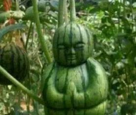 孝义万达吃瓜事件真相是真的吗,真相揭秘,还原事件始末