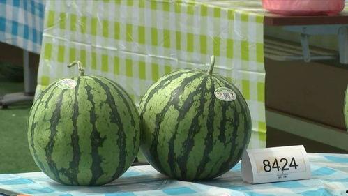 嘉兴密接吃瓜事件,一场意外引发的防疫风波