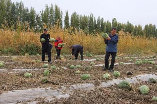 夏邑马头镇吃瓜事件情况,一场引发热议的社区冲突纪实