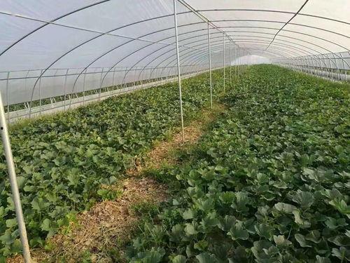 青农吃瓜事件,一场网络舆论的风暴与反思