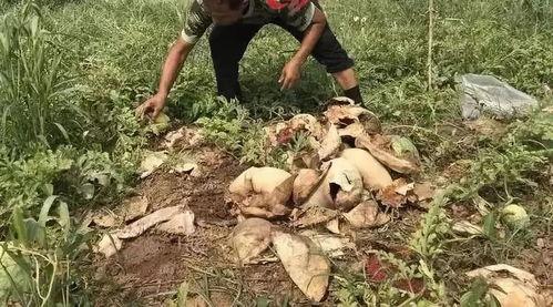 郓城吃瓜最新事件视频,视频揭露惊人真相，网友热议不断