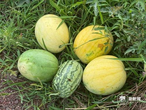 韩城响子吃瓜事件,一场网络热议的真相揭秘