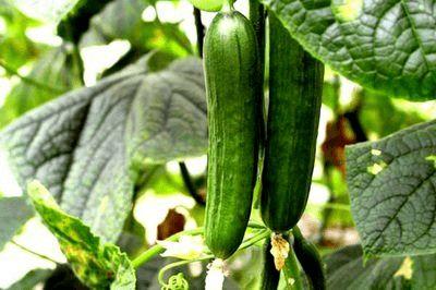 韩城响子吃瓜事件,一场网络热议的真相揭秘