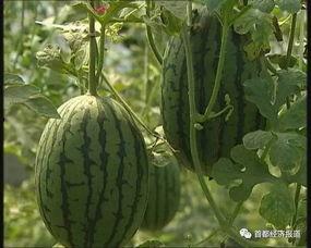 柘城吃瓜事件最新进展,最新进展揭示惊人真相