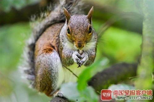 南宁吃瓜三只松鼠事件