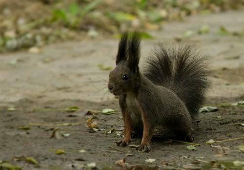 南宁吃瓜三只松鼠事件