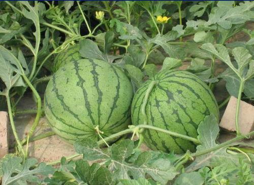 邹城西城吃瓜事件视频最新,一场引发热议的街头冲突瞬间